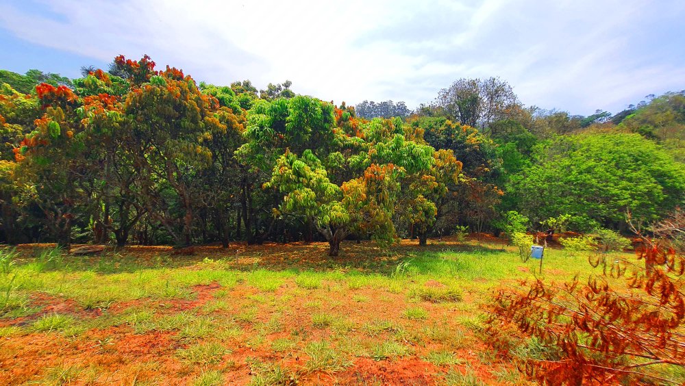 Terreno em Condomnio - Venda - Loteamento Bosque dos Palmares - Atibaia - SP